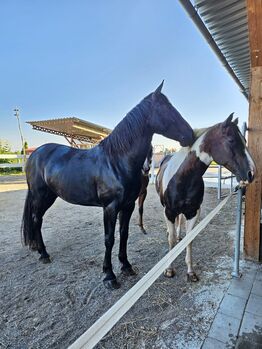 Warmblut, Wallach, Rappe, Freizeitpferd