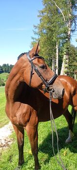 Warmblutstute, 2012, ca. 169 cm – Freizeitpartnerin mit Bodenarbeitsbasis, kein Anfängerpferd, Anna, Pferd kaufen, Miesbach