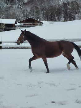 Warmblutstute, 2012, ca. 169 cm – Freizeitpartnerin mit Bodenarbeitsbasis, kein Anfängerpferd