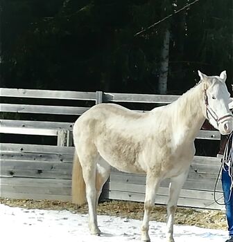Warmblutstute Flocke zu verkaufen