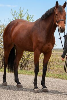 Warmblutt wallach