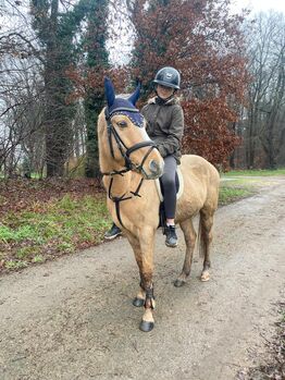 WBO Kinderpony