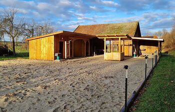 Wir suchen dich – „Endmaßpony“ bzw. „Kleines Großpferd“ (Stockmaß bis 155cm), Hanna Lohb, Horses For Sale, Lohnsburg