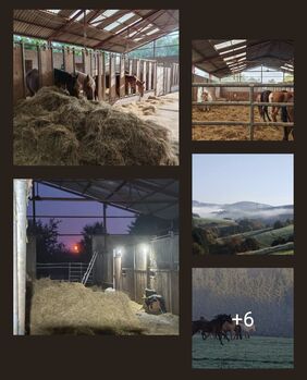 Ab dem 1.3.2026 haben wir einen Platz frei, Julia Lambrecht, Horse Stables, Steinbach am Glan