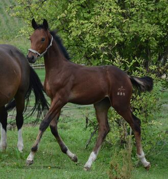 Absetzer von Bartguts Aktionär, Brit Fanta , Horses For Sale, Eggmayr