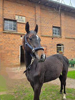 Verkaufe Absetzer, Viviane Halfpap , Horses For Sale, Malchow