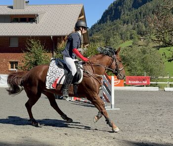 ungarisches warmbluut