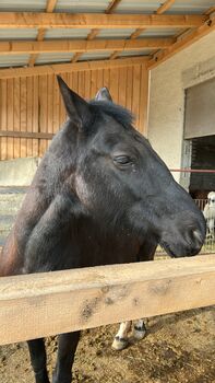 Stute ungarisches Warmblut