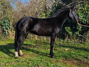 Ungarisches Warmblut – Stute