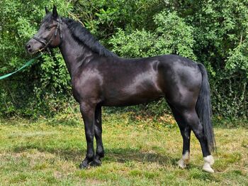 Hungarian warmblood - Mare