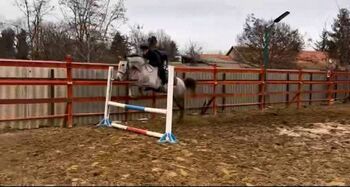 Hungarian Jumping horse