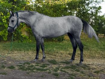 Ungarisches sportpferde