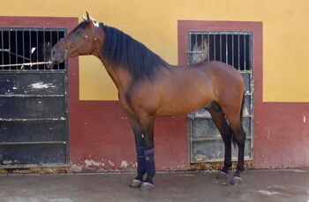 Braver, großrahmiger Freizeitpartner, Pia , Horses For Sale, Conil de la Frontera