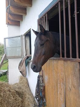 braves Freizeitpferd, Mädchenpferd, Bianca Fath , Horses For Sale, Höheischweiler 