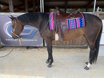 brave, leicht angearbeitete Quarter Horse Stute, Kerstin Rehbehn (Pferdemarketing Ost), Horses For Sale, Nienburg