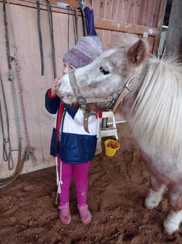 brave Shettystute, Bianca Fath , Horses For Sale, Höheischweiler 