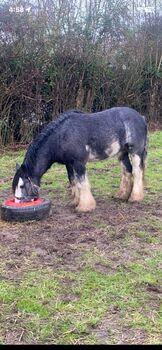 well bread colt for sale, Trevor thompson, Horses For Sale, Carlow