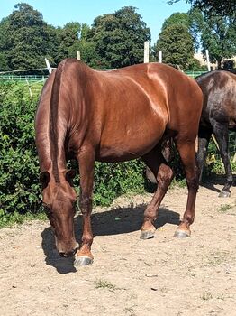 Well bred chestnut PRE mare available, Rebecca Pryce, Horses For Sale