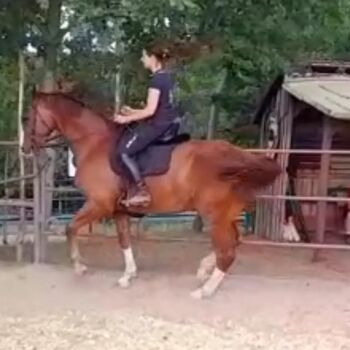 Gut ausgebildeter Wallach 9 Jahre akademisch klassisch Freizeit, Julia , Horses For Sale, Gleichen
