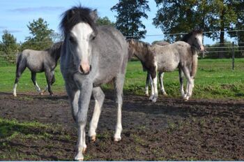 Welsh A 4 x Stuten volle Papiere