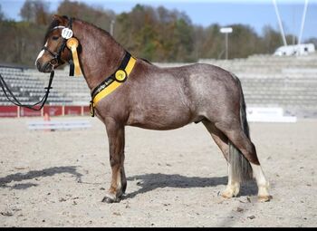 Welsh A Deckhengst, KL, Pferd kaufen, Niederstetten 