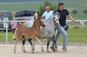 Welsh A Hengstfohlen, KL, Horses For Sale, Niederstetten 