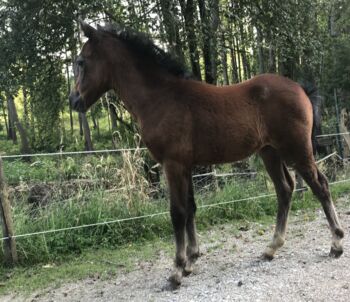 Welsh-A Jungstute mit bester Zuchtabstammung