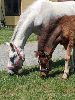Welsh A Pony Stute mit Fohlen