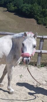 Welsh A Pony Dream Team sucht ein neues Zuhause