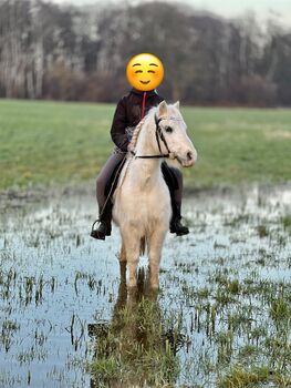 Welsh A Pony Wallach