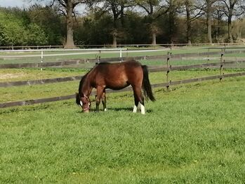 Welsh A pony, Kerstin , Pferd kaufen, Bakum