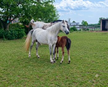 Welsh A Pony Stute mit Fohlen