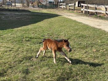 Welsh A Pony Stute mit Fohlen