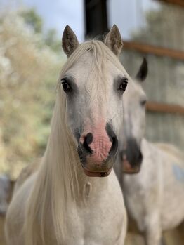 Welsh A Pony Wallach