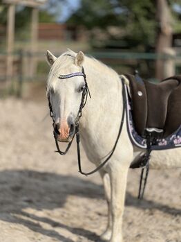 Welsh A Pony Wallach, Conny, Pferd kaufen, Issum