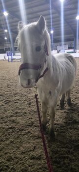 Welsh A Registered Mountain Pony