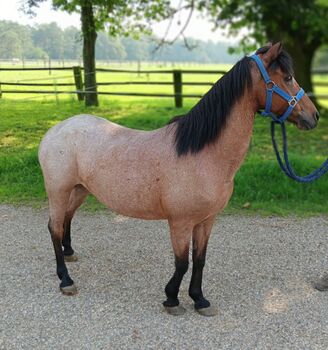 Welsh A Stute 1,17, St. Gärtner, Horses For Sale, Alpen