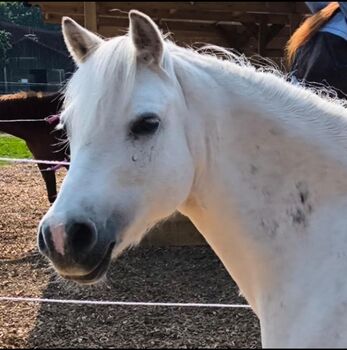 Welsh A Stute, Nelly, Pferd kaufen, Augsburg 