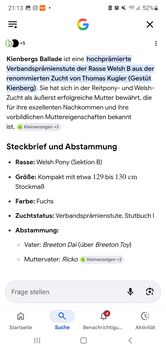 Welsh b . Zuchtstute Hauptbuch