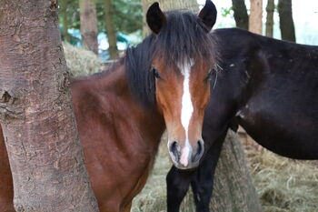 Welsh B Hengstfohlen aus 2024 zu verkaufen / Pony / Welsh A, Reitsport Klatt, Horses For Sale, Pfullendorf