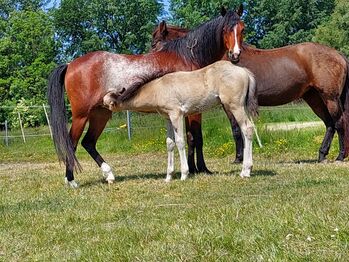 Welsh B Zuchtstute tragend vom Deutschen Reitpony, Tracy Prüsch, Horses For Sale, Langen