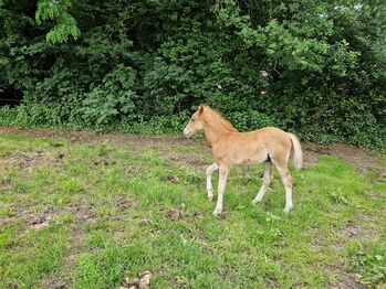 Welsh B Hengstfohlen, Heike, Horses For Sale, Metelen
