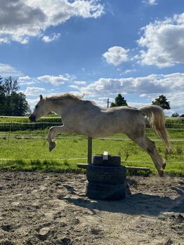 Welsh B Pony