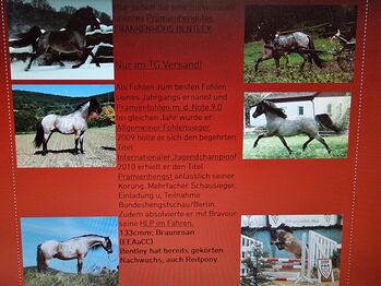 Welsh B Deckanzeige, Kurda, Horses For Sale, Rotenburg