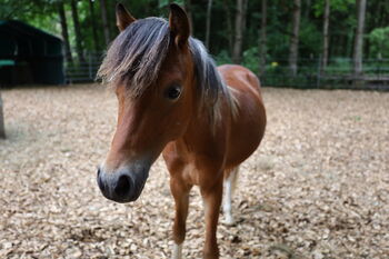 Welsh B Hengstfohlen aus 2024 zu verkaufen / Pony / Welsh A