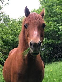 Welsh B Wallache im Doppelpack, Weiss, Pferd kaufen, Ramberg