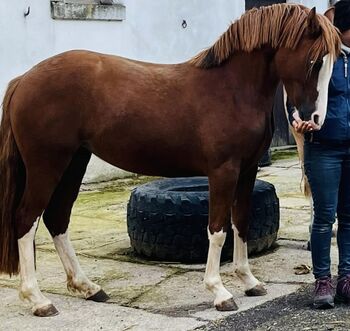 Welsh C Stute 4 Jahre, Melanie , Konie na sprzedaż, Langenwetzendorf