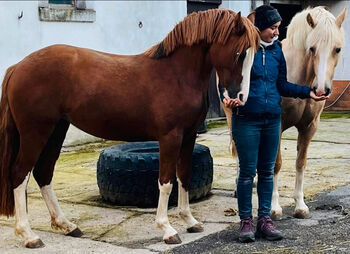 Welsh C Stute, Melanie , Horses For Sale, Langenwetzendorf