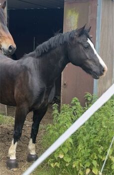 Welsh Cob D Sektion