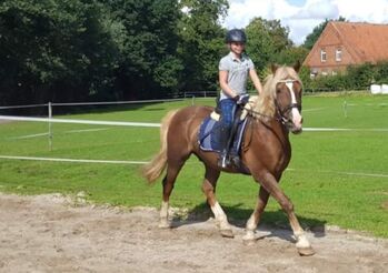 Welsh Cob Freizeitpferd, Harries-Lehmann , Pferd kaufen, Hilgermissen